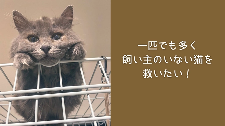 地域猫ボランティアが激減！一匹でも多く救うため活動継続にご支援を！（猫の七つ森の会 2024/05/22 公開） - クラウドファンディング READYFOR