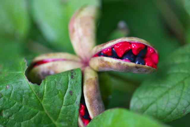 【閲覧注意】毒々しい植物や生き物【画像】