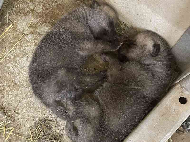 ホッキョクオオカミの赤ちゃん誕生 国内初、絶滅危惧種 那須