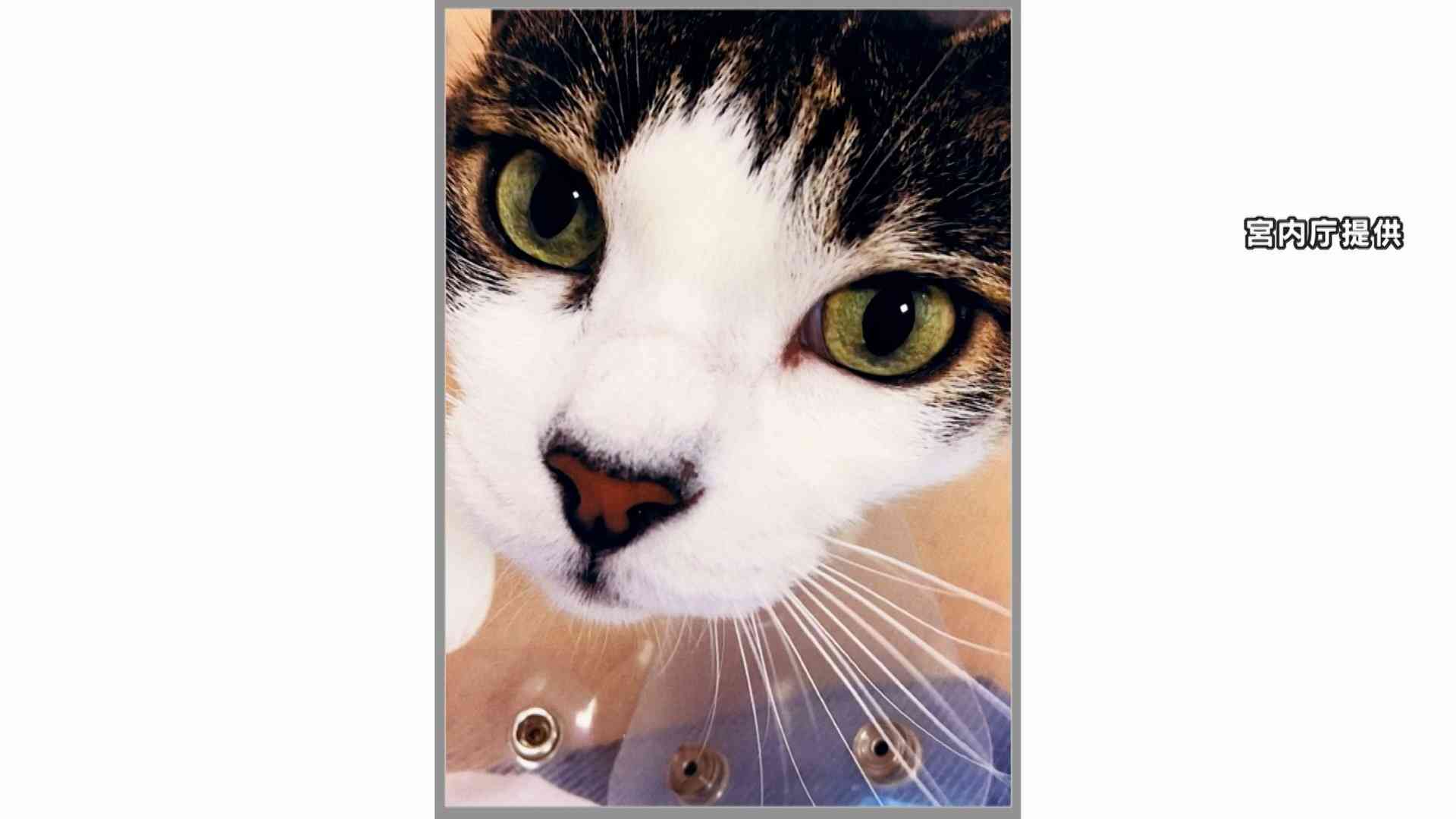 愛子さま命名の保護猫「みー」と母猫「人間」など天皇ご一家の愛猫の写真公開　園遊会では皇后さまが横尾忠則さんに写真見せられる（FNNプライムオンライン（フジテレビ系）） - Yahoo!ニュース
