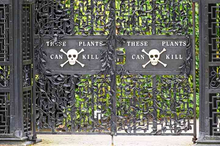 「火を付けられた上で感電死する」ほどの苦痛。「世界で最も猛毒な植物」がイギリスで展示