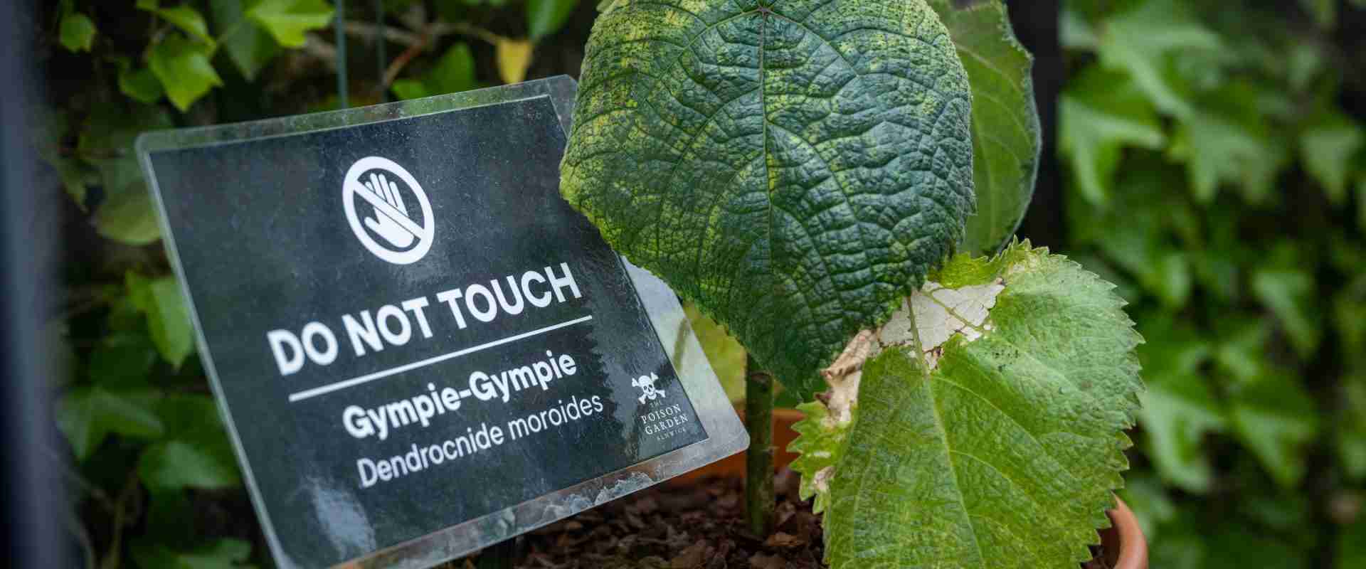 【閲覧注意】毒々しい植物や生き物【画像】