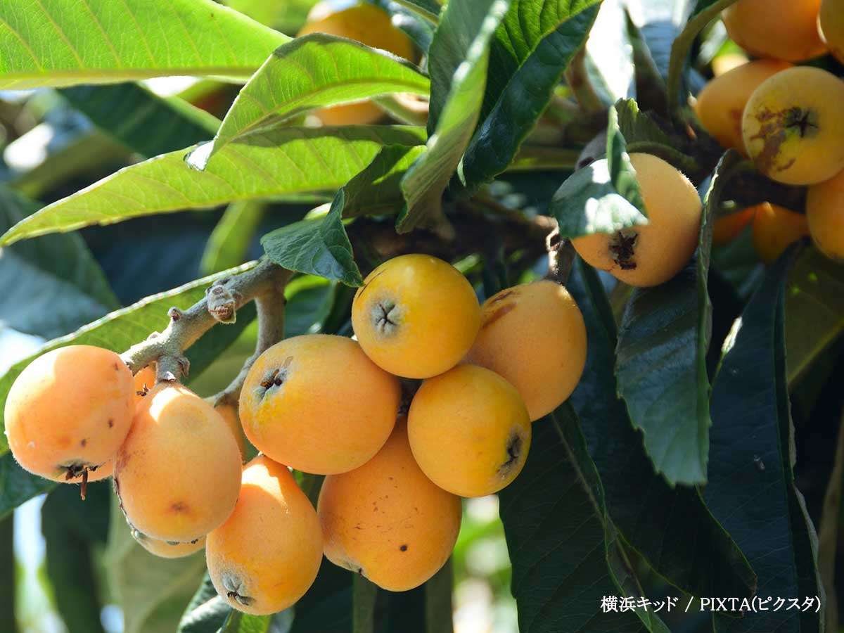 「健康を害する恐れ」　農林水産省がビワの種について注意喚起  –  grape [グレイプ]