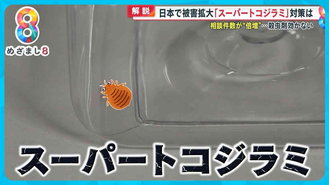 【解説】日本で被害拡大「スーパートコジラミ」対策は？相談件数が倍増…殺虫剤効かない【めざまし８ニュース】 - YouTube