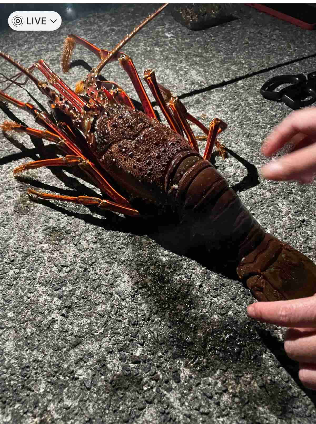 止まらない中国人の密漁…「捕まえてみろ」伊勢海老やアワビなどの“漁果”をSNSで自慢（週刊SPA!） - Yahoo!ニュース