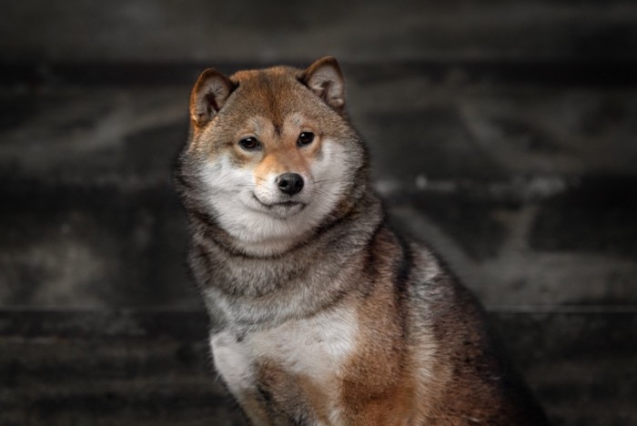 好きな犬種