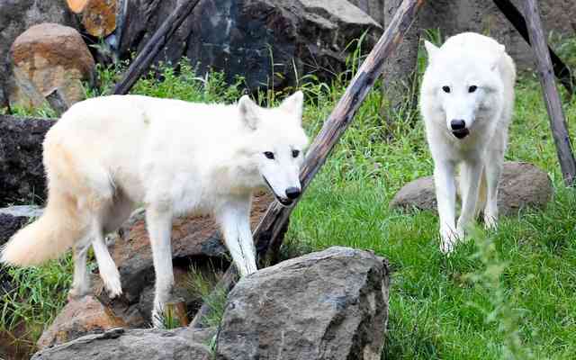 ホッキョクオオカミの赤ちゃん誕生 国内初、絶滅危惧種 那須