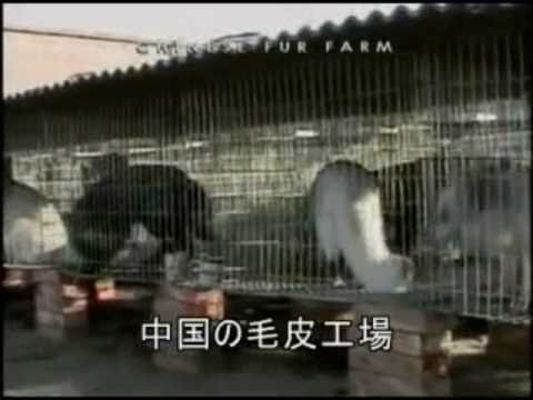 映画　Earthlings [アースリングス]　日本語字幕 ８/１３ 衣類 革 毛皮 - YouTube