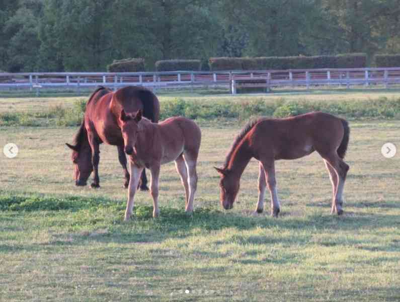 天皇陛下が撮影された“貴重なオフショット”が公開される　投稿1時間以内に“驚異の4万5000いいね”