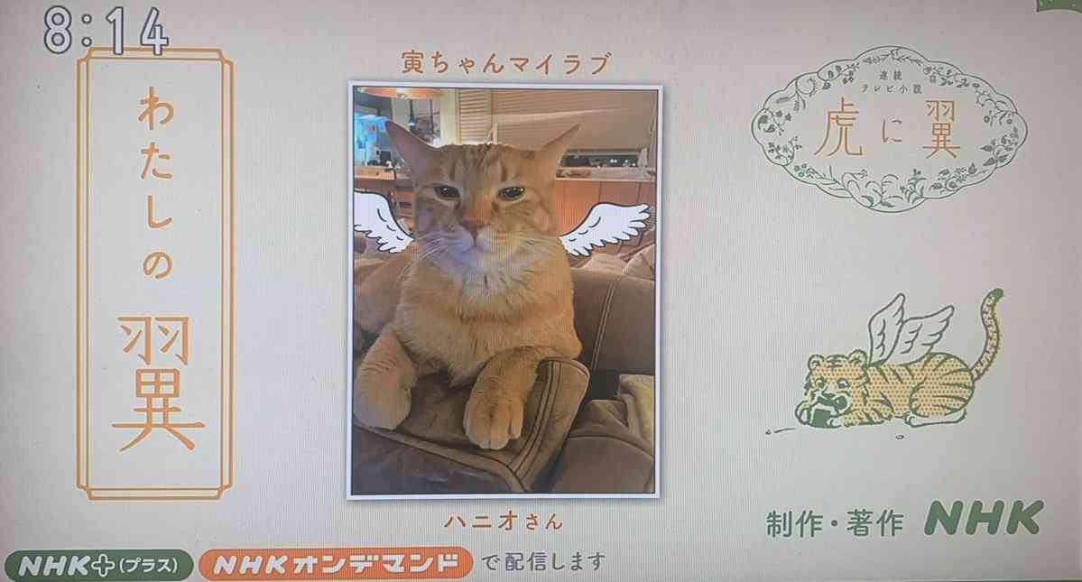 ＜虎に翼＞石田ゆり子の愛猫“ハニオ”降臨　視聴者投稿でサプライズ　「親戚の子がテレビに出たみたい」とファン歓喜