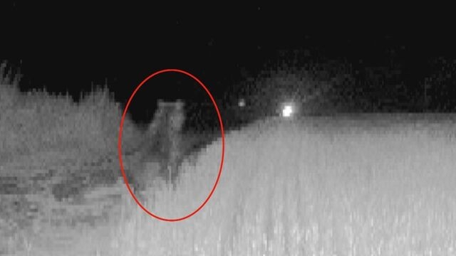 「思いのほか効果が」クマ対策の新兵器　初めてヒグマ追い払う瞬間捉える　さらなる秘策も　北海道奈井江町 HTB北海道ニュース