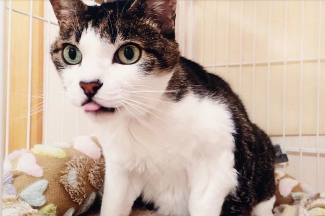 【新公開】愛子さま撮影写真も天皇ご一家の愛猫「みー」と「セブン」（日テレNEWS NNN） - Yahoo!ニュース