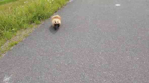 土手でランニング中「やあ、人間！」とあいさつに来た謎生物が900万表示の話題　「そいつ美味いですよ」「こんな無警戒に近寄って…」