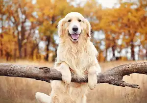 好きな犬種