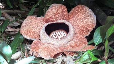 【閲覧注意】毒々しい植物や生き物【画像】