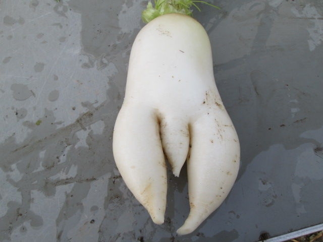 見た目が好きな野菜や果物