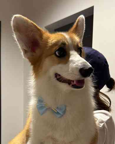 動物病院で「コーギーだよね？足長くない？」と言われたワンコ　獣医師も驚く美脚に「コーギー界の冨永愛さん」「普通の倍ありそう」