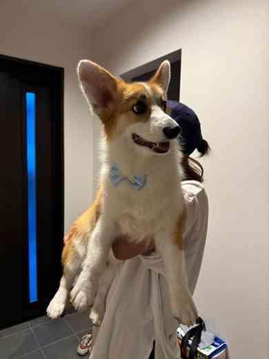 動物病院で「コーギーだよね？足長くない？」と言われたワンコ　獣医師も驚く美脚に「コーギー界の冨永愛さん」「普通の倍ありそう」