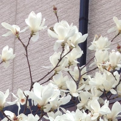 magnolia0330 on Twitter: 
