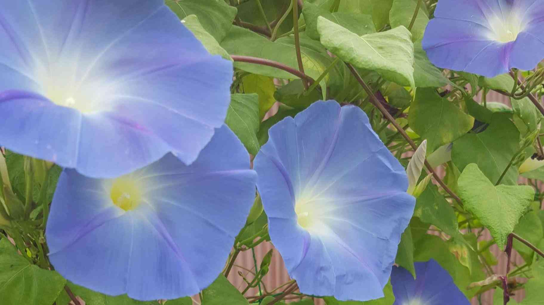 西洋アサガオでグリーンカーテンを作る！秋までお花が咲くので暑さ対策にガーデニングにもメリットいっぱい（mappysgarden） - エキスパート - Yahoo!ニュース