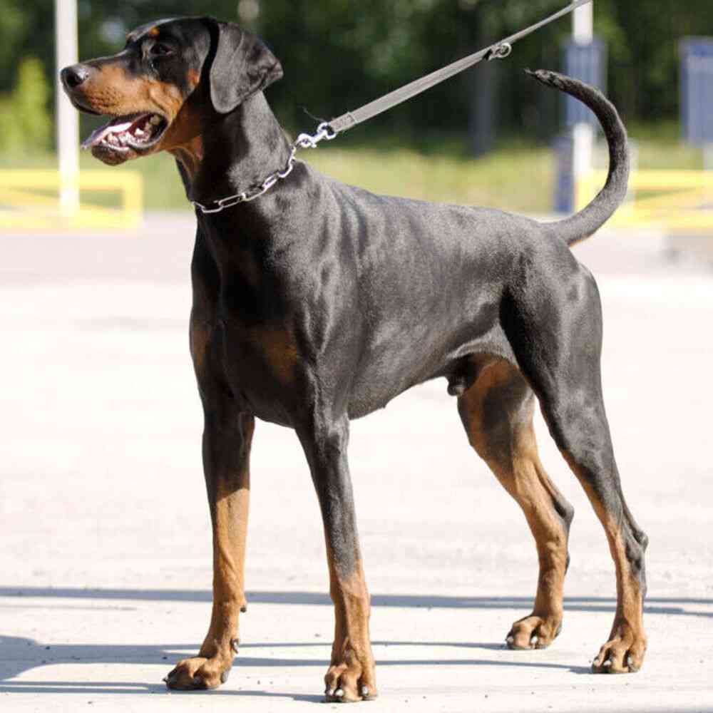 動物病院で「コーギーだよね？足長くない？」と言われたワンコ　獣医師も驚く美脚に「コーギー界の冨永愛さん」「普通の倍ありそう」