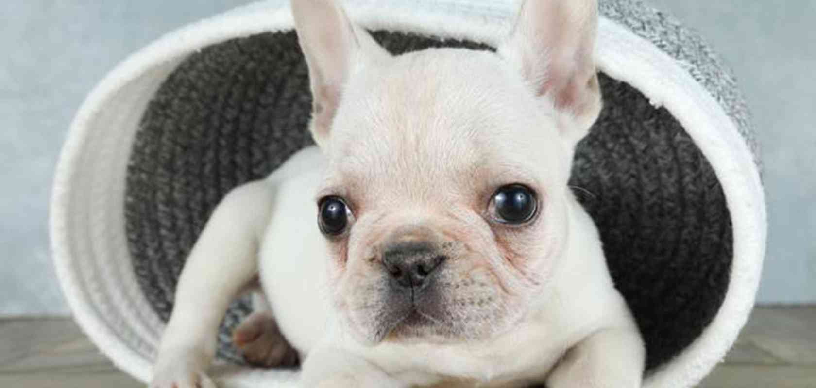 好きな犬種