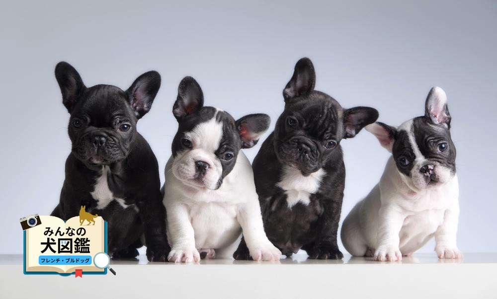 好きな犬種
