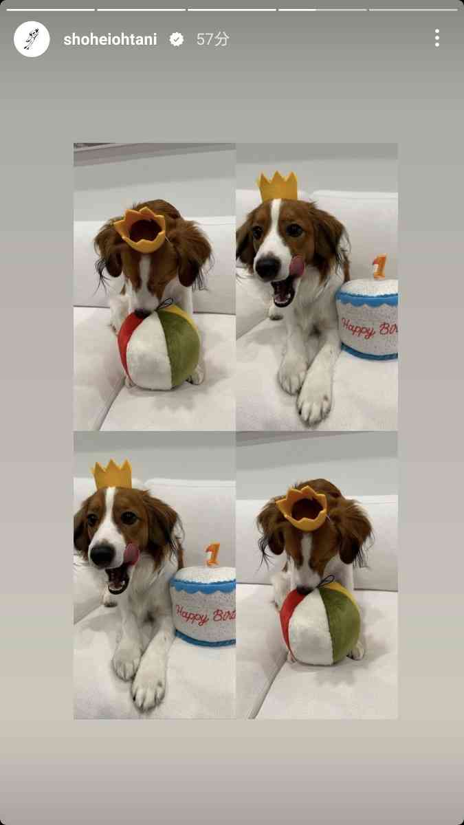 大谷翔平、久々の愛犬“デコピン”更新をファン大喜び「今日誕生日だったの!!?」　ホラー感ある“ひょっこり”写真も