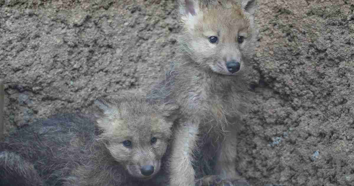 ホッキョクオオカミの赤ちゃん誕生　国内初、絶滅危惧種　那須 | 毎日新聞