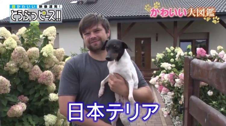 好きな犬種