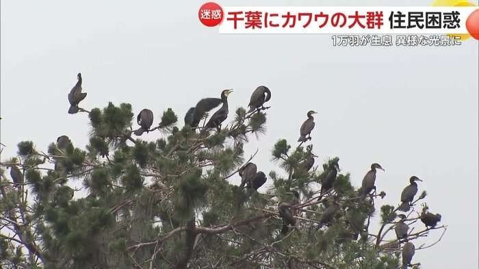 【異様】1万羽「カワウ」大群に近隣住民も困惑「臭いがキツイ」　常に群れで行動する習性に“悪臭被害”深刻　千葉・市川市