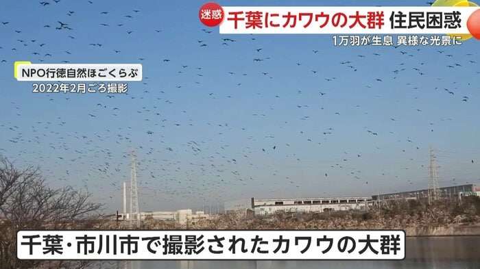 【異様】1万羽「カワウ」大群に近隣住民も困惑「臭いがキツイ」　常に群れで行動する習性に“悪臭被害”深刻　千葉・市川市