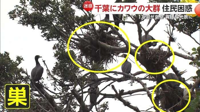 【異様】1万羽「カワウ」大群に近隣住民も困惑「臭いがキツイ」　常に群れで行動する習性に“悪臭被害”深刻　千葉・市川市