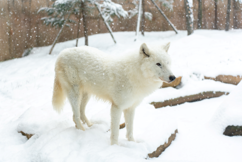 ホッキョクオオカミの赤ちゃん誕生 国内初、絶滅危惧種 那須