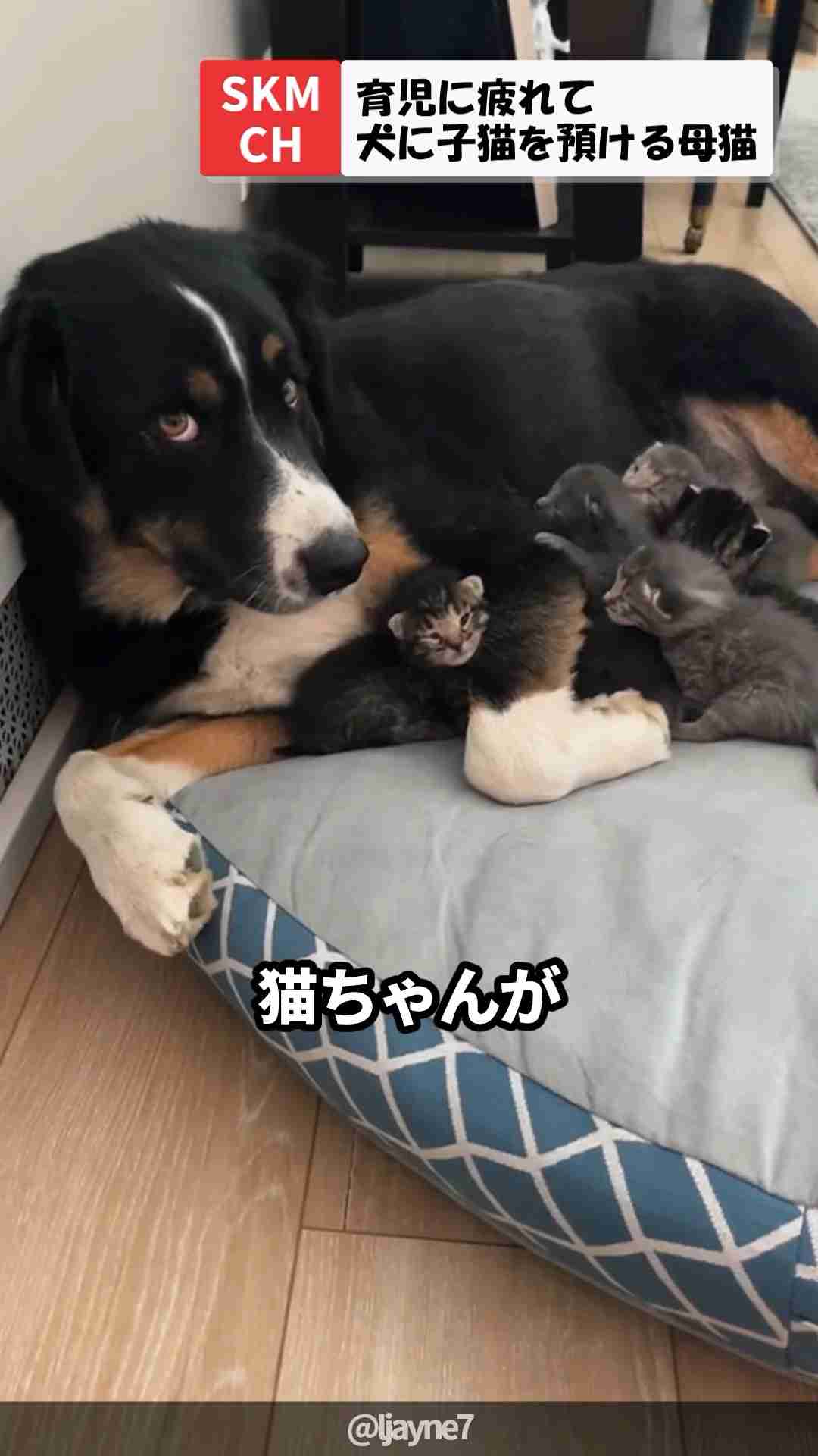 信頼してるワンちゃんに子猫を預ける母猫 - YouTube