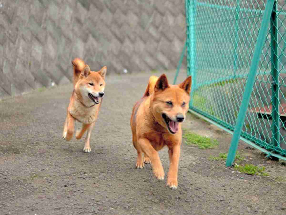 犬や猫、150匹処分したのに「殺処分ゼロ」？ その訳は… | 犬・猫との幸せな暮らしのためのペット情報サイト「sippo」