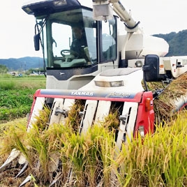 「あきたこまちR」は安全か？　秋田県で来年から在来品種と全量切り替え　食と農42団体が要請書提出　表示統一で区別できず | 長周新聞