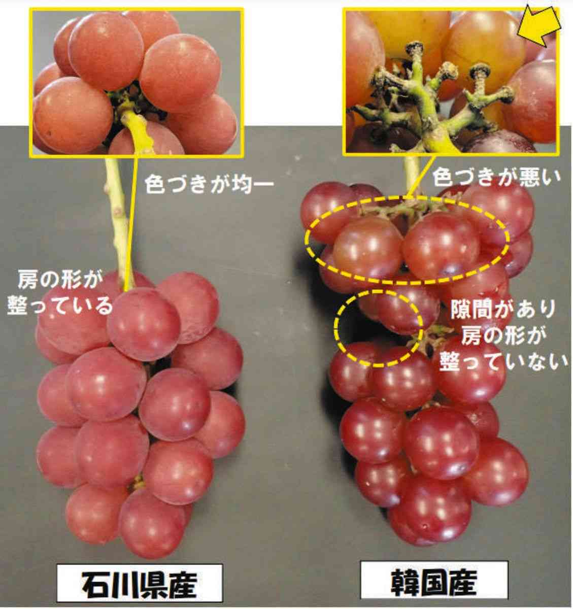 名称登録 取り消し申請　石川県が当局に 商標登録の障害：北陸中日新聞Web