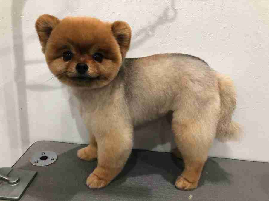 サマーカットされちゃった動物たち