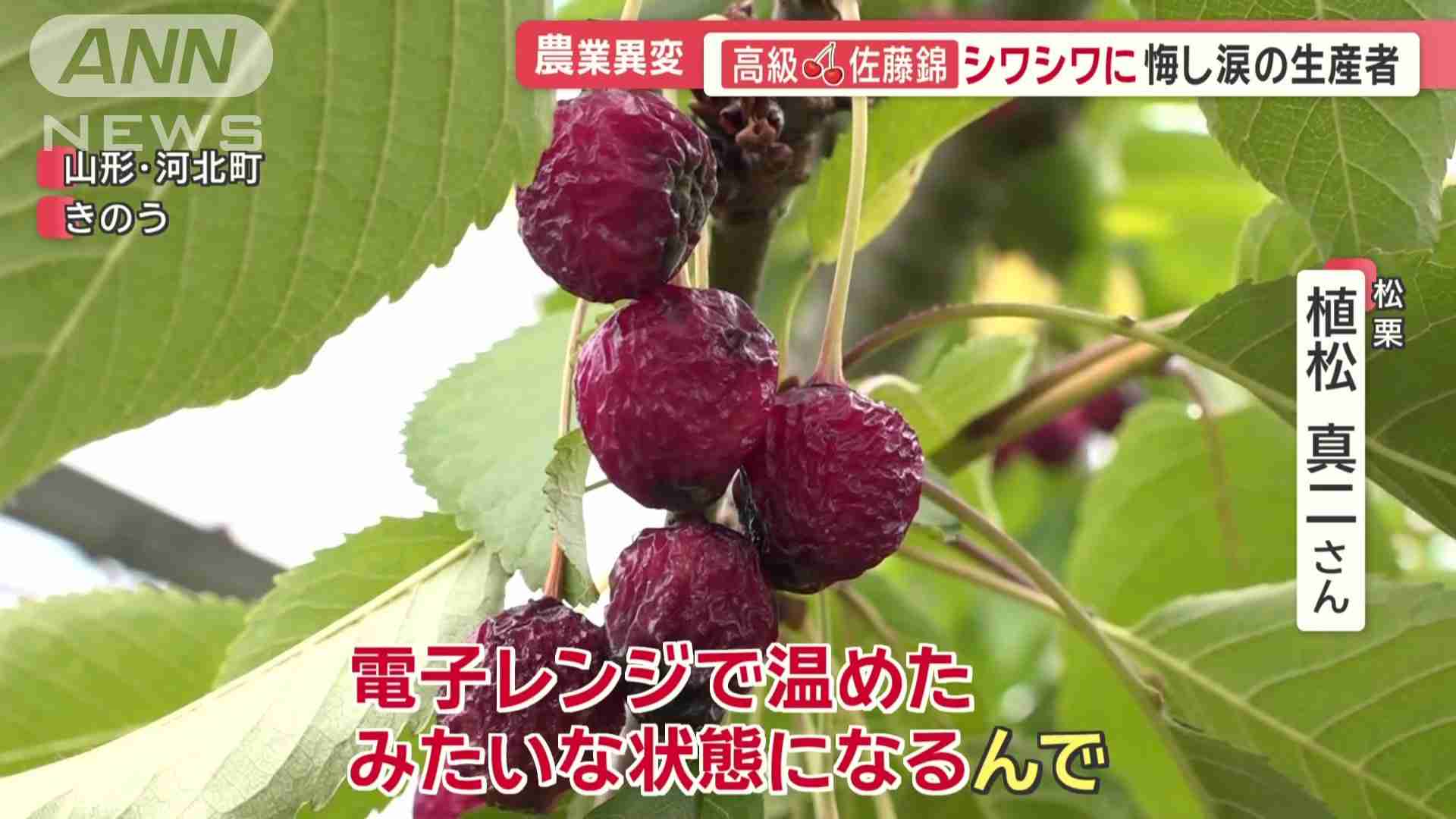 高級「佐藤錦」シワシワに…生産者の悔し涙 シャインマスカットは日焼け、実割れ