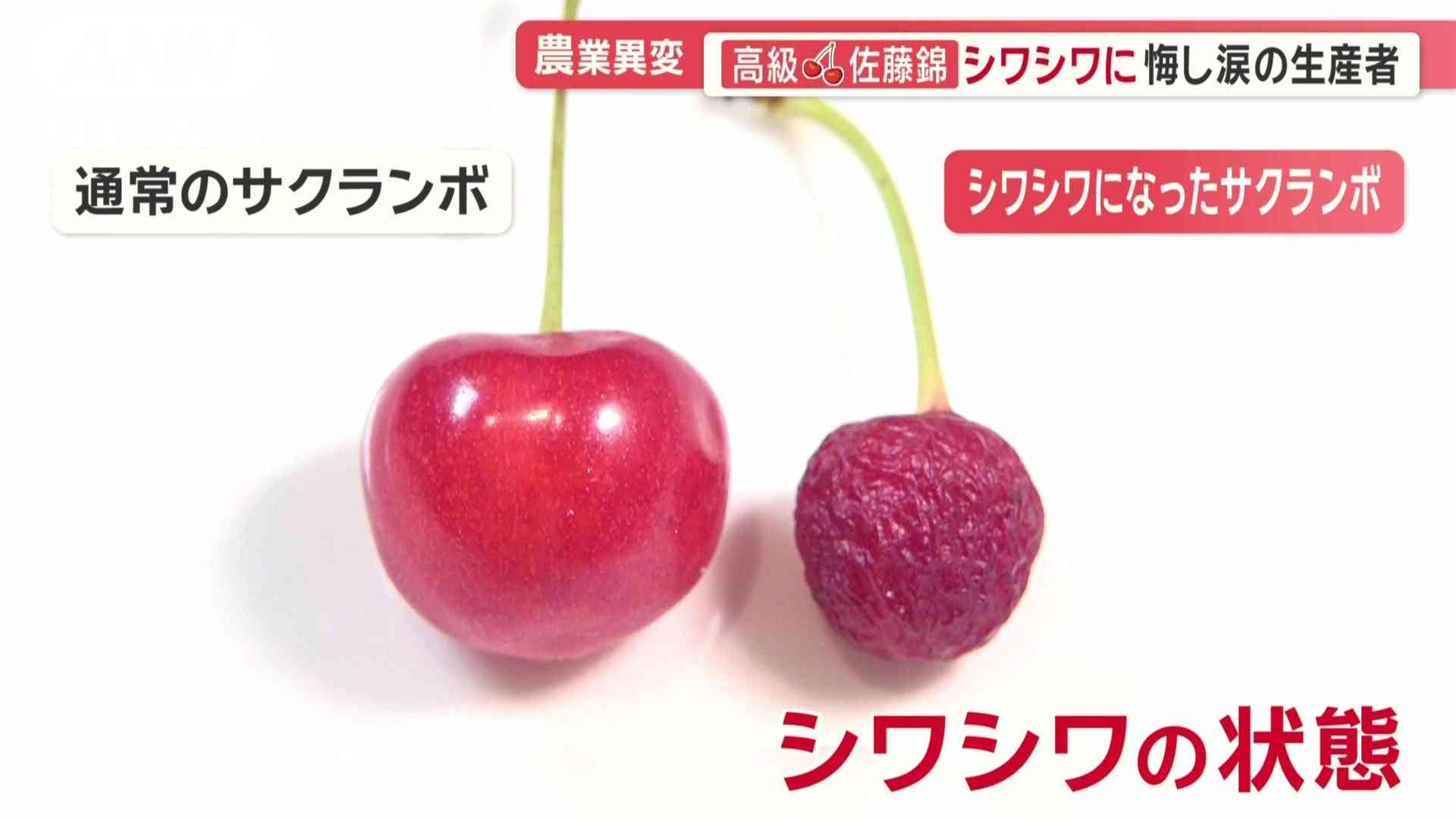 高級「佐藤錦」シワシワに…生産者の悔し涙 シャインマスカットは日焼け、実割れ