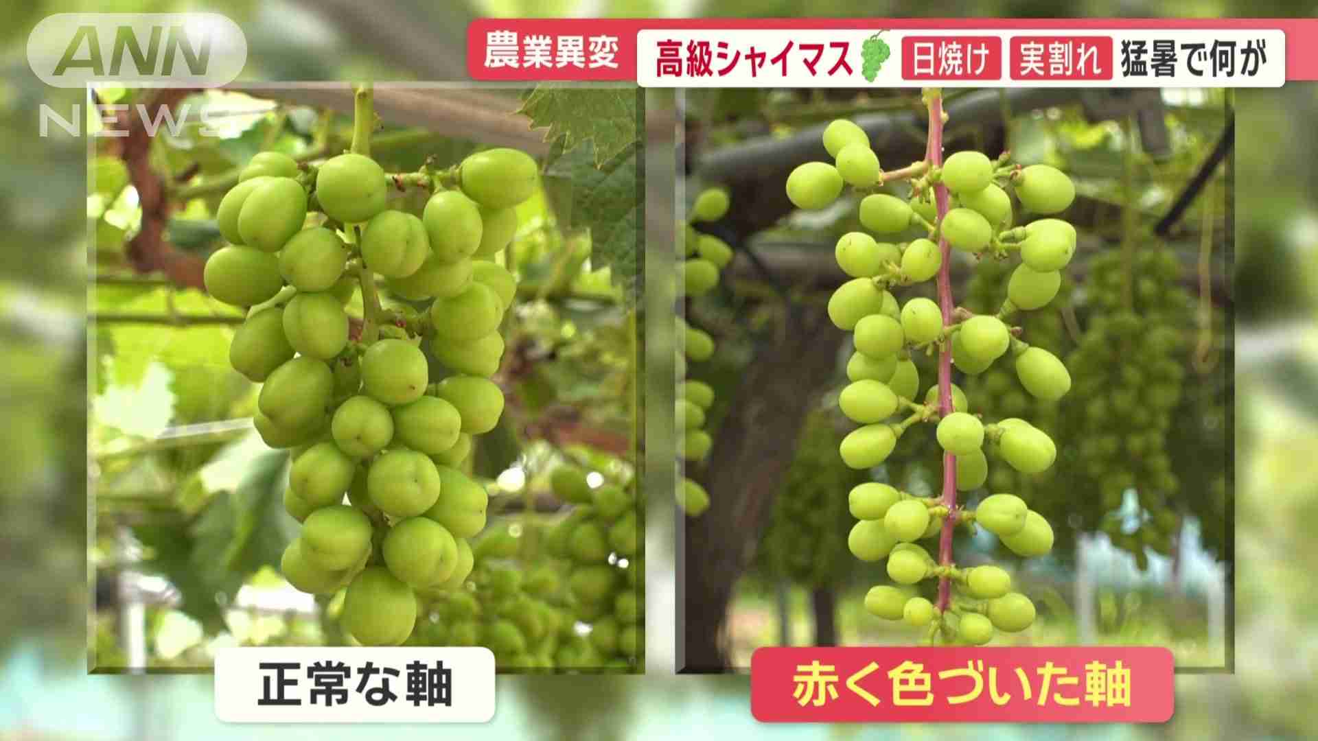 高級「佐藤錦」シワシワに…生産者の悔し涙 シャインマスカットは日焼け、実割れ