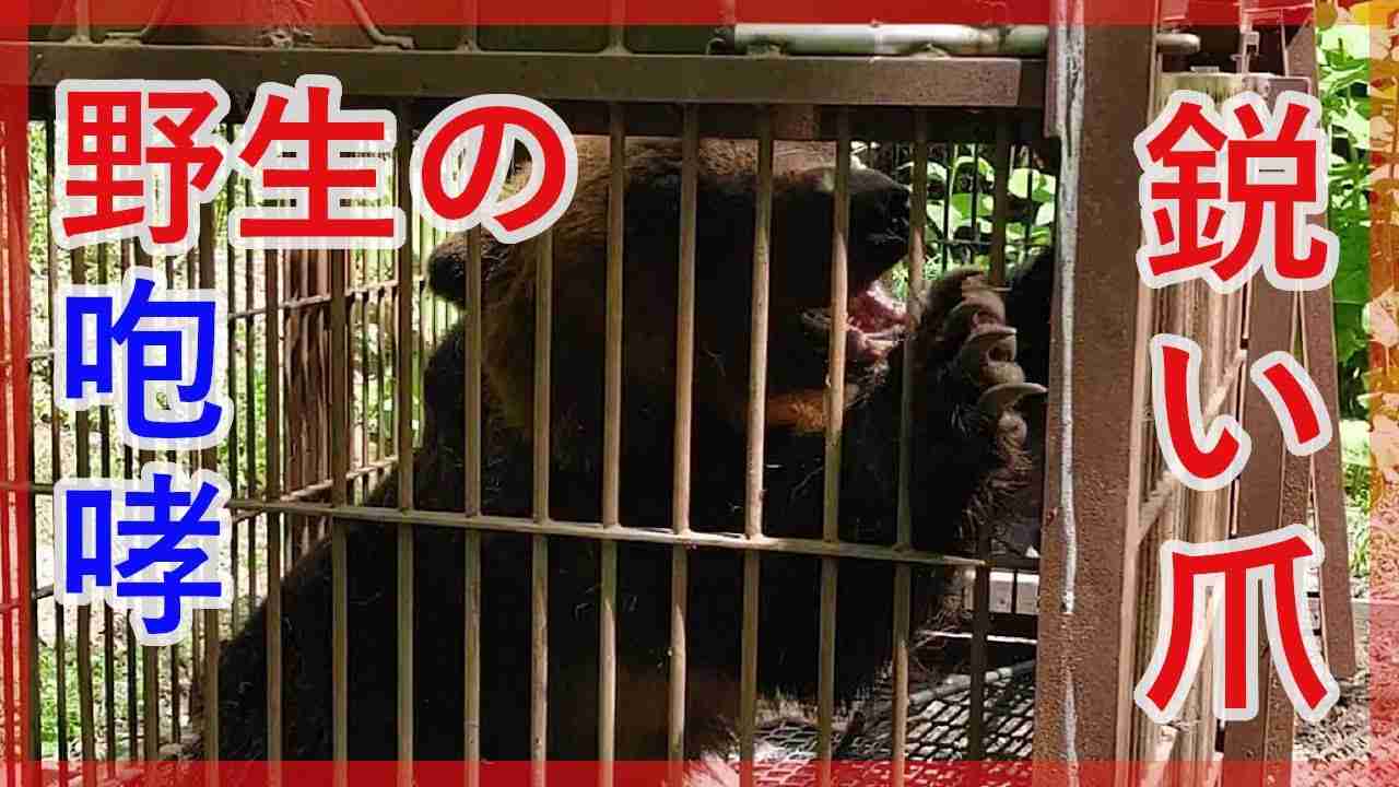 これが本物のヒグマだ！ 咆哮とともに飛び掛かる凶暴グマ 宿泊施設からわずか100mの地点に設置の箱ワナで捕獲 岩見沢市 (23/06/14 15:25) - YouTube