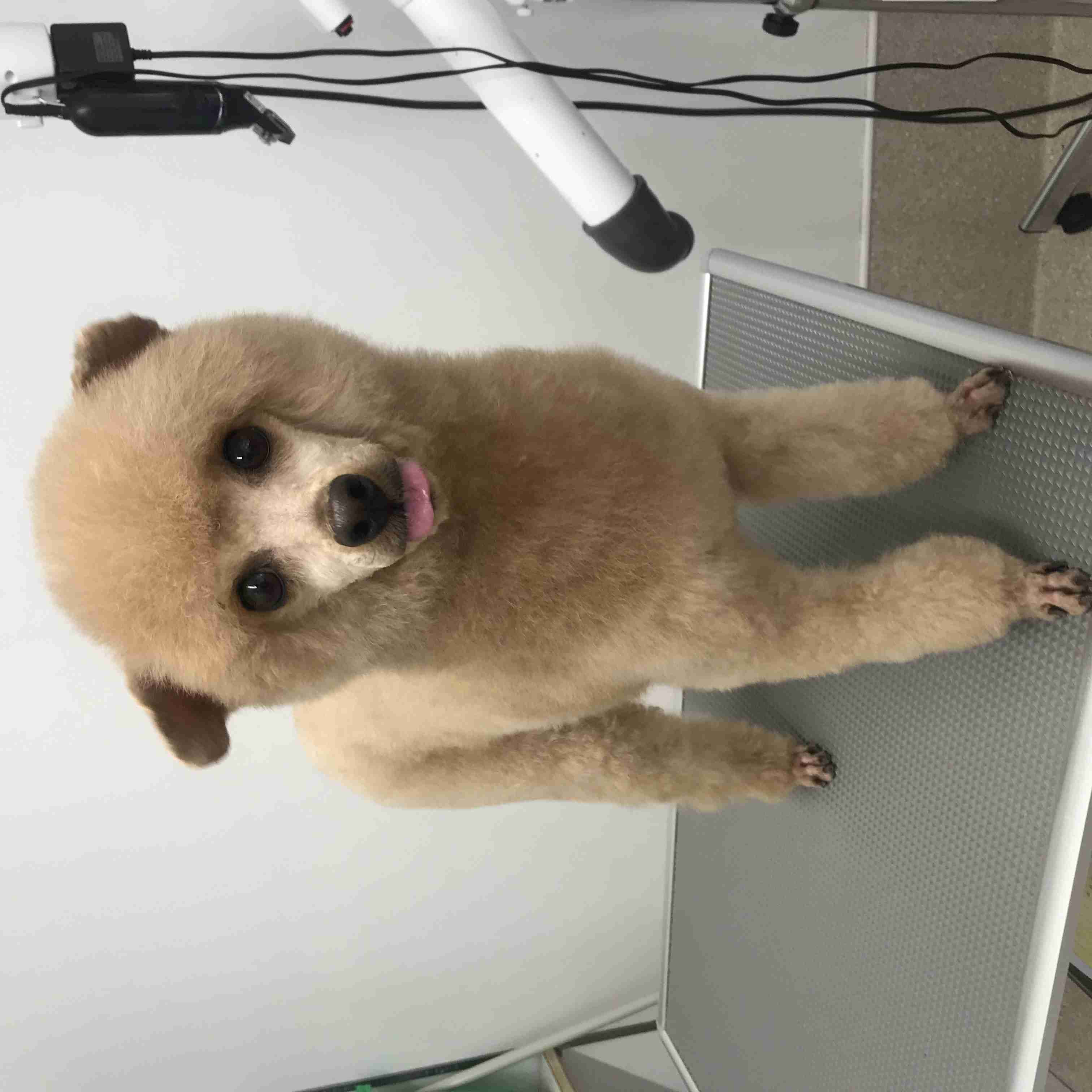 サマーカットされちゃった動物たち