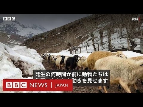 動物は大きな揺れを予知していたのか　トルコ・シリア地震 - YouTube