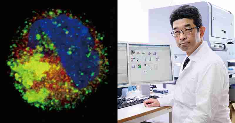 細胞製剤でがんの免疫療法を実現へ  | 理化学研究所
