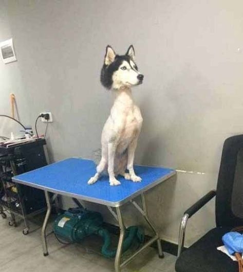 サマーカットされちゃった動物たち