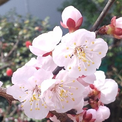 r-apricot ?? ? #FreeSpeech on Twitter: 