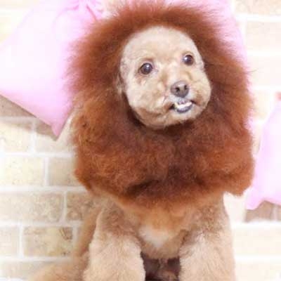 サマーカットされちゃった動物たち