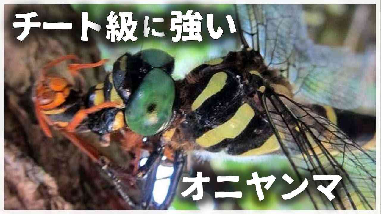 【ゆっくり解説】最強の昆虫 オニヤンマ - YouTube